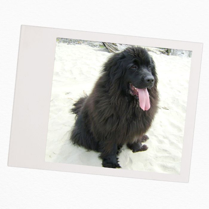 与孩子的家庭犬