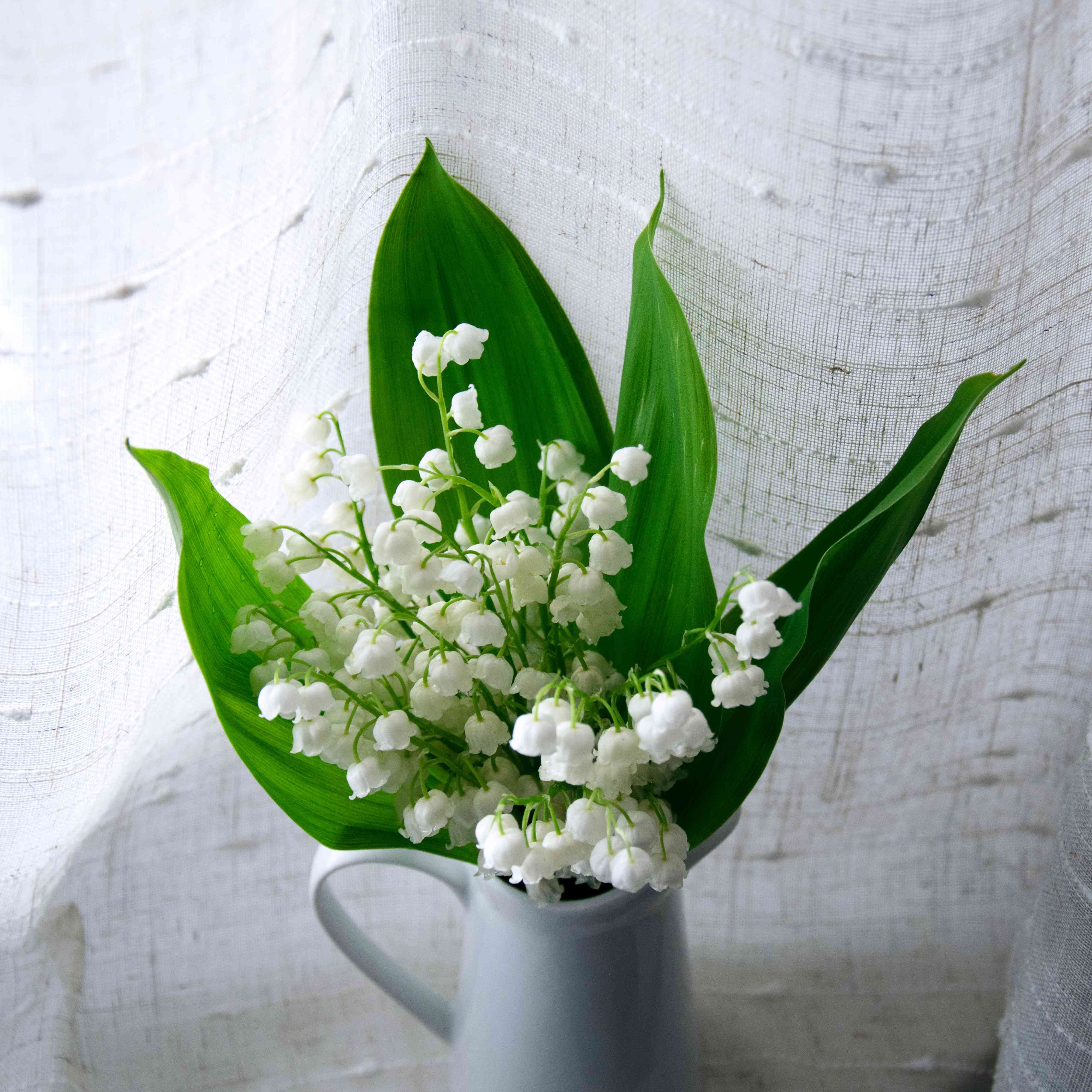 百合山谷出生月花