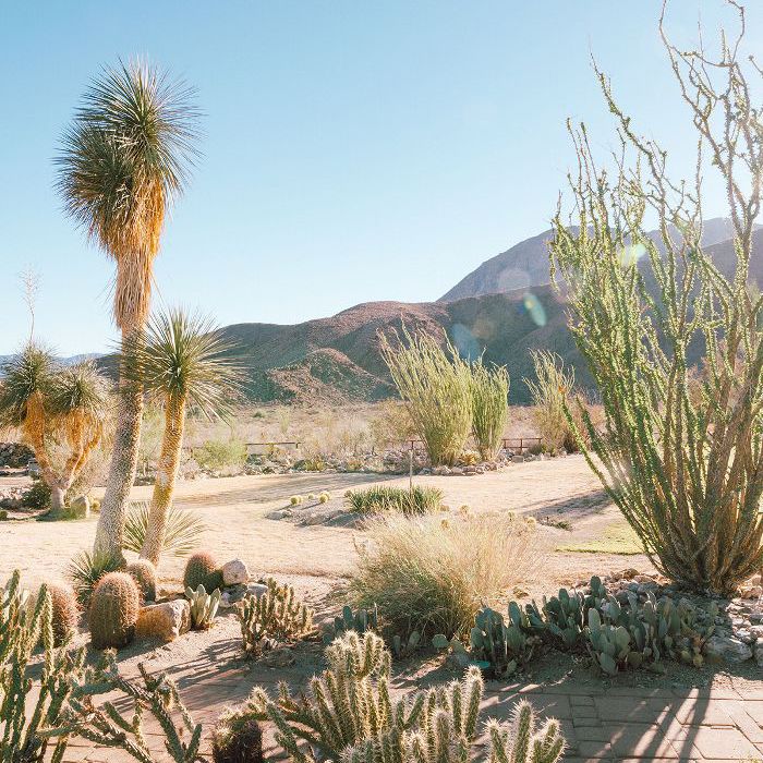 沙漠仙人掌花园