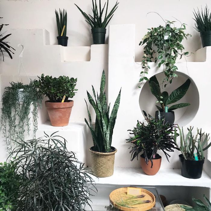 最佳室内植物，根据利弊