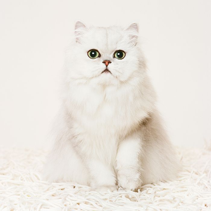 最逗人喜爱的猫品种：波斯猫