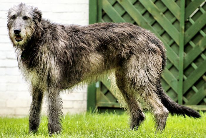 世界爱尔兰猎狼犬，最大的狗品种