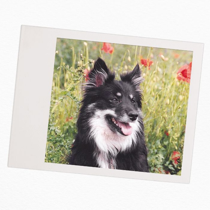 犬种与孩子的家庭