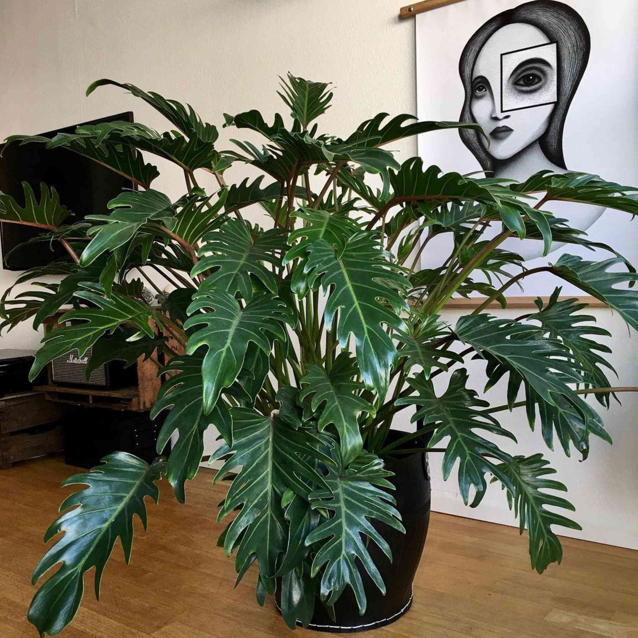 在黑罐的大philodendron xanadu在黑白艺术前面的木地板上