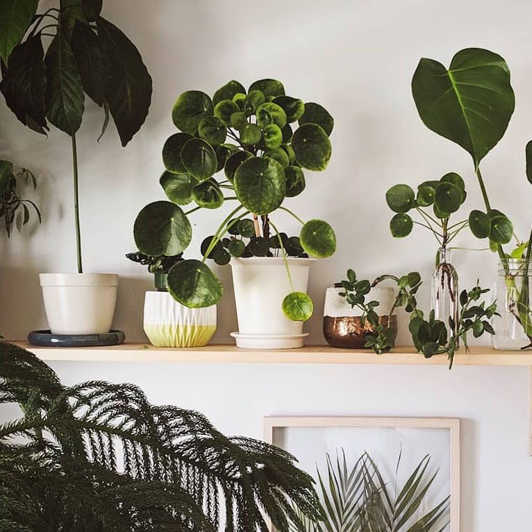 中国人种植廉价的植物