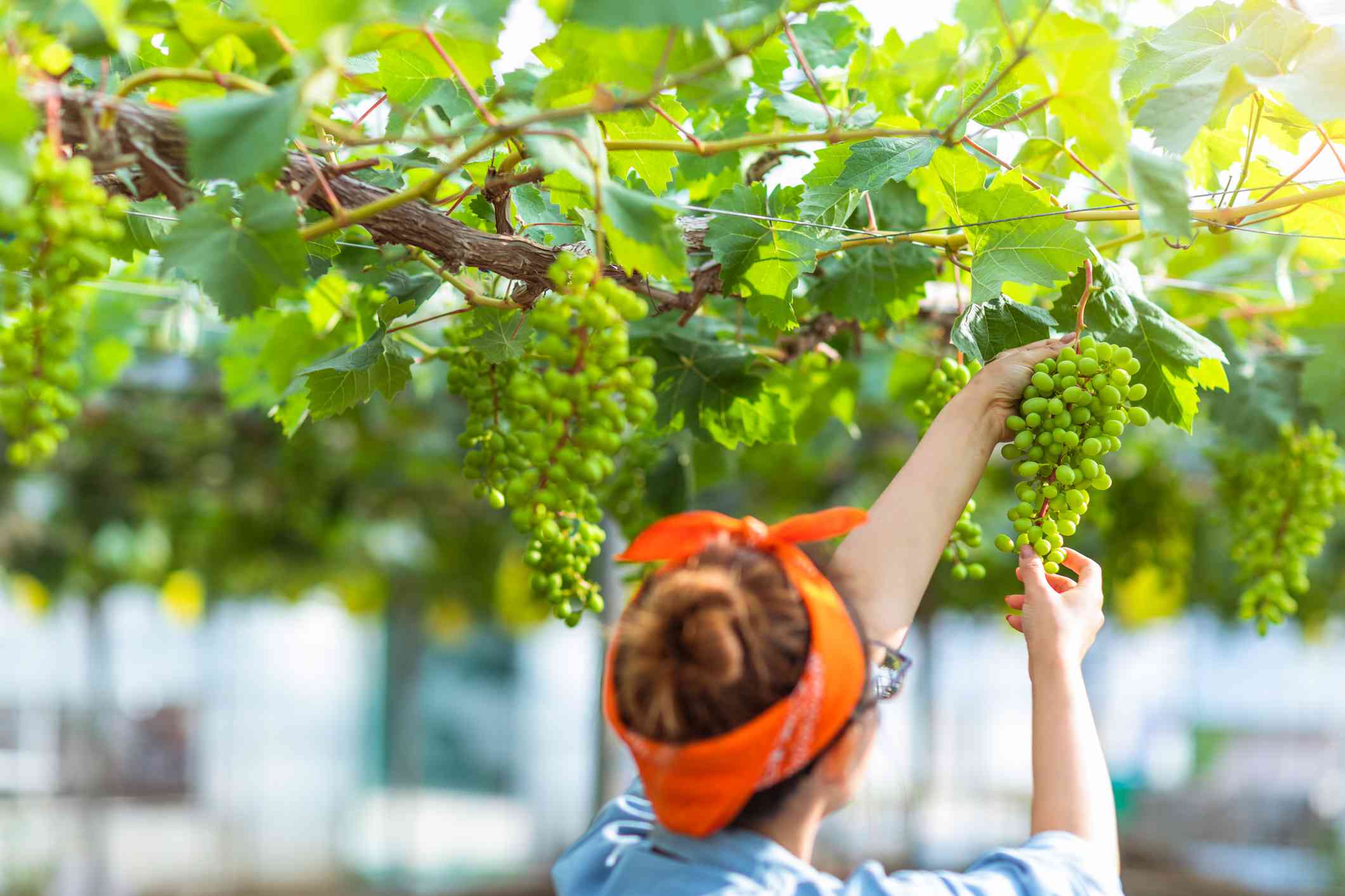 女人正在检查葡萄树上的葡萄。
