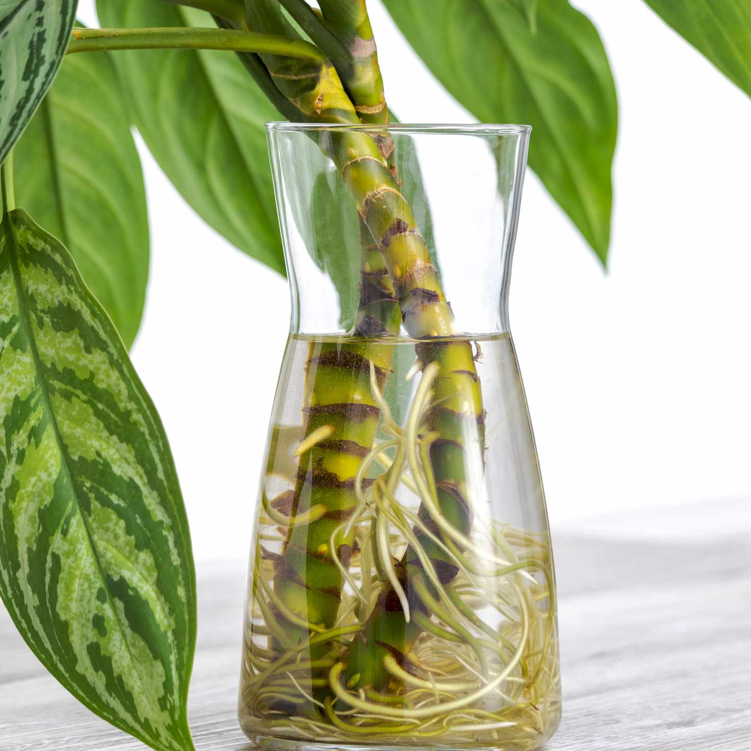 玻璃容器中的aglaonema