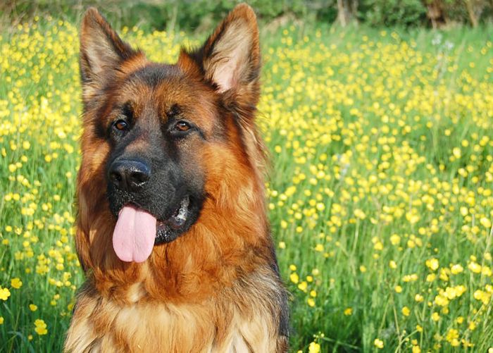 最受欢迎的狗品种-德国牧羊犬