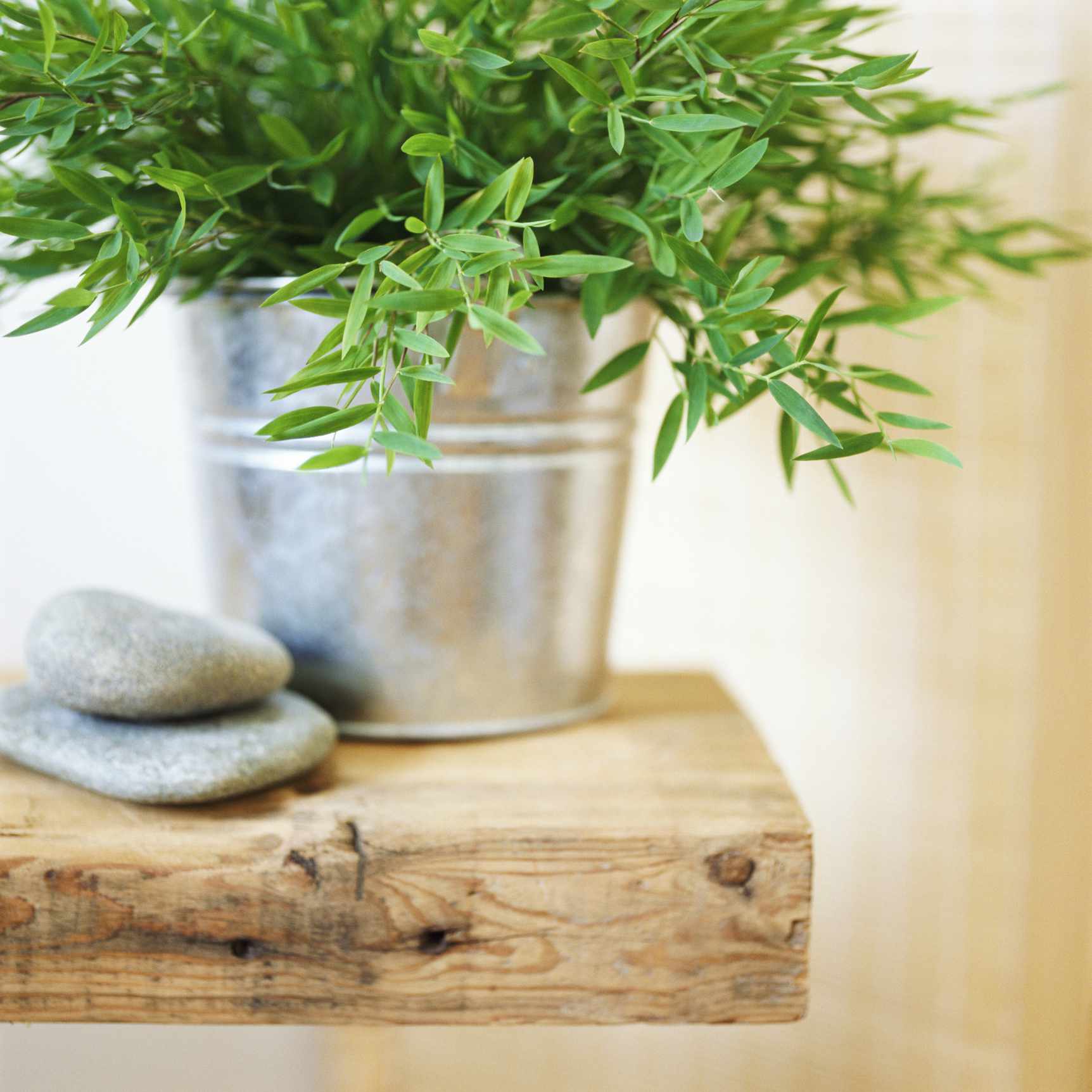 盆栽龙蒿和两个鹅卵石在木板上