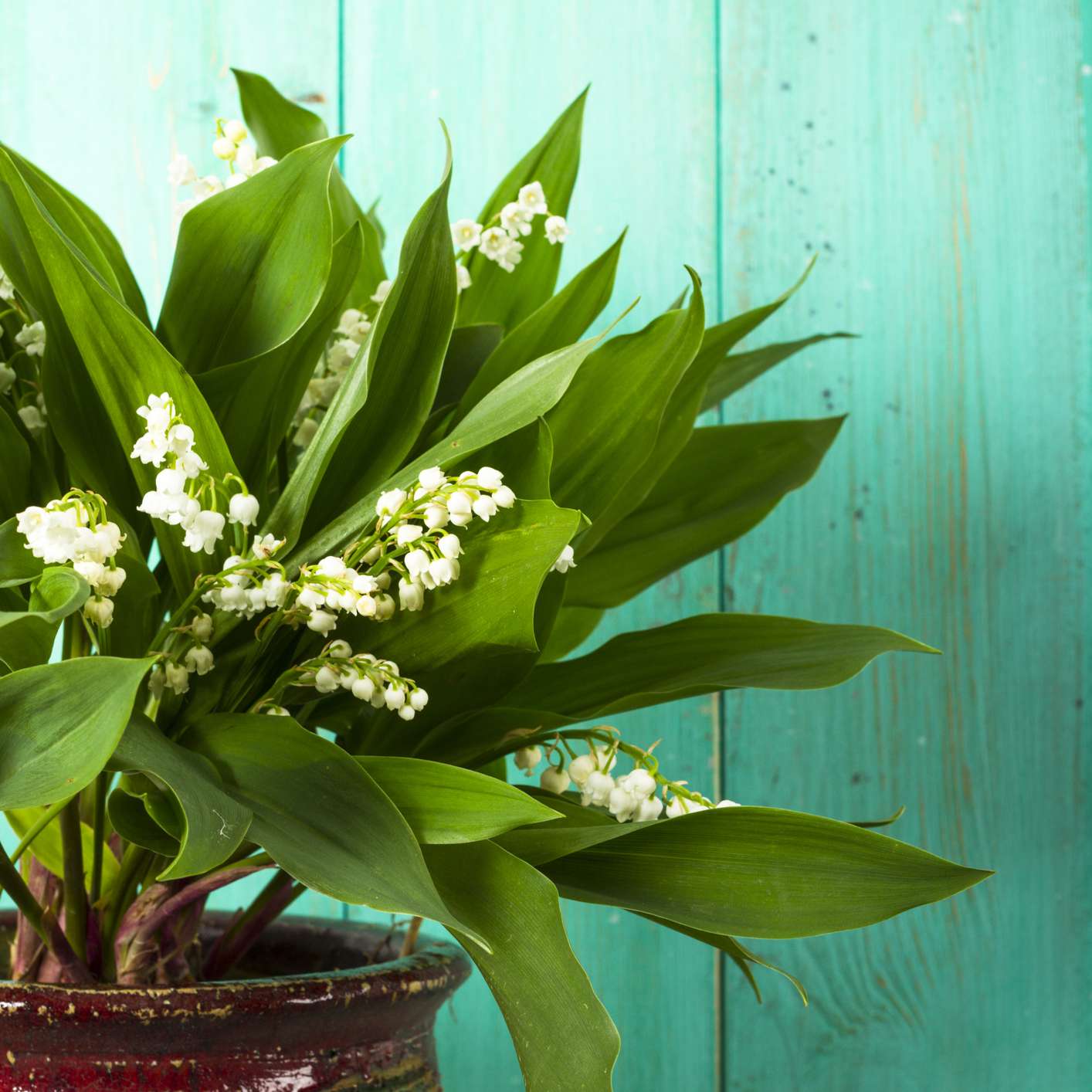 盆的百合铃兰植物与白花的谷室内植物在水色木背景