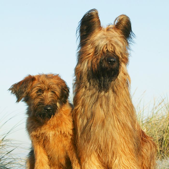 伯瑞犬-10最美丽的犬种