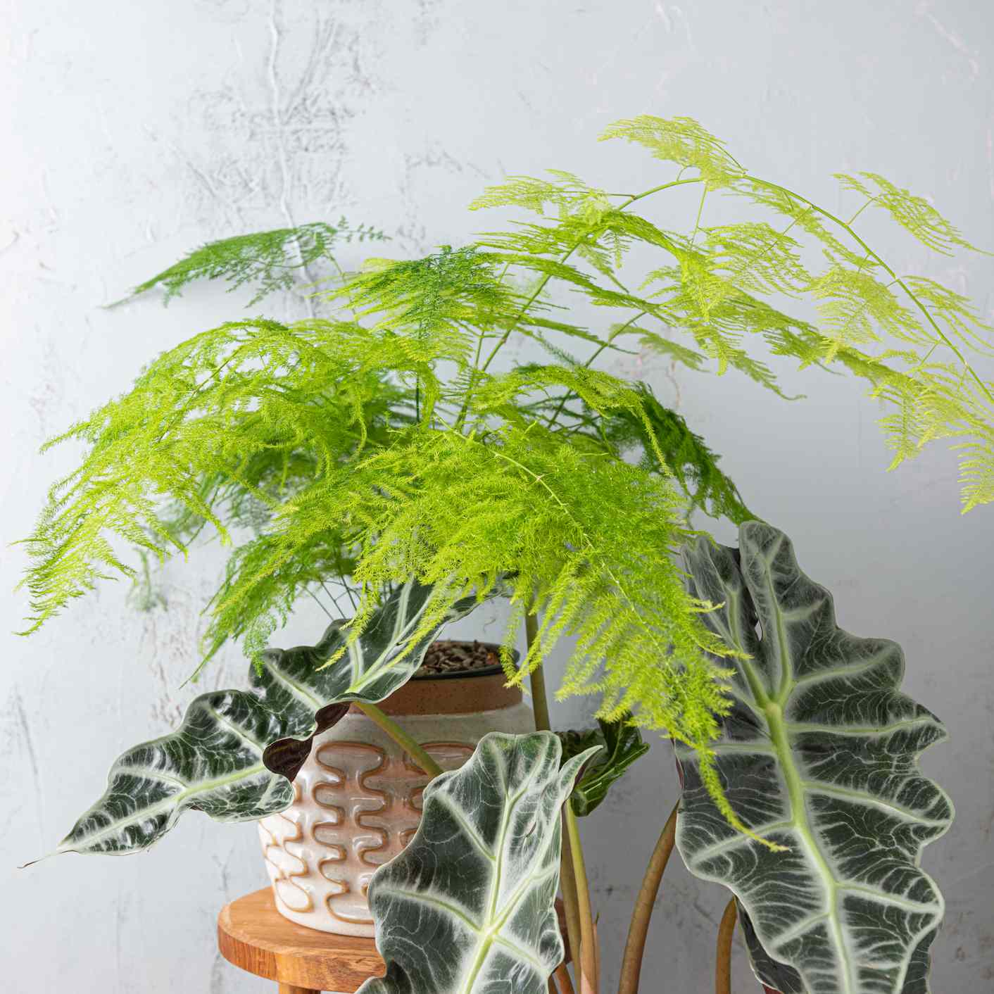 浅绿色的芦笋蕨类植物和绿色和白色的盆栽木凳前灰色的背景