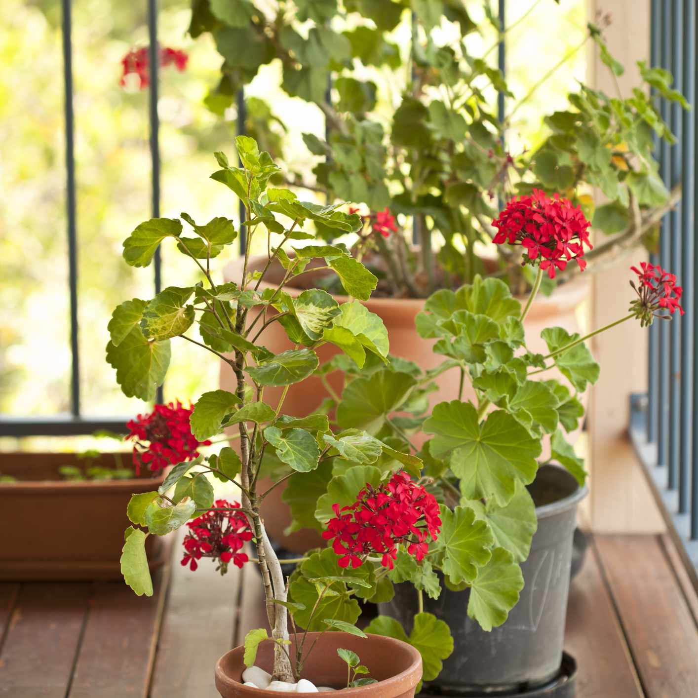 甲板上的盆栽天竺葵。