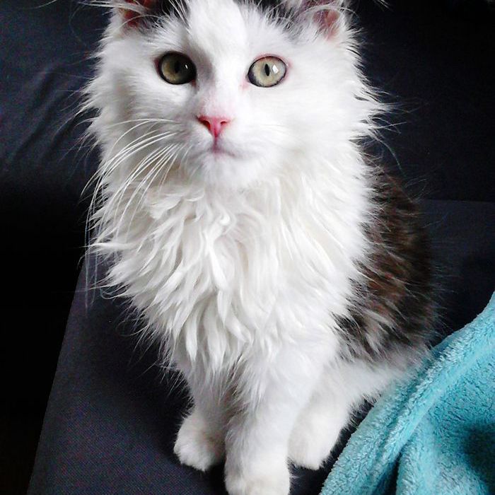 最逗人喜爱的猫品种：西伯利亚猫