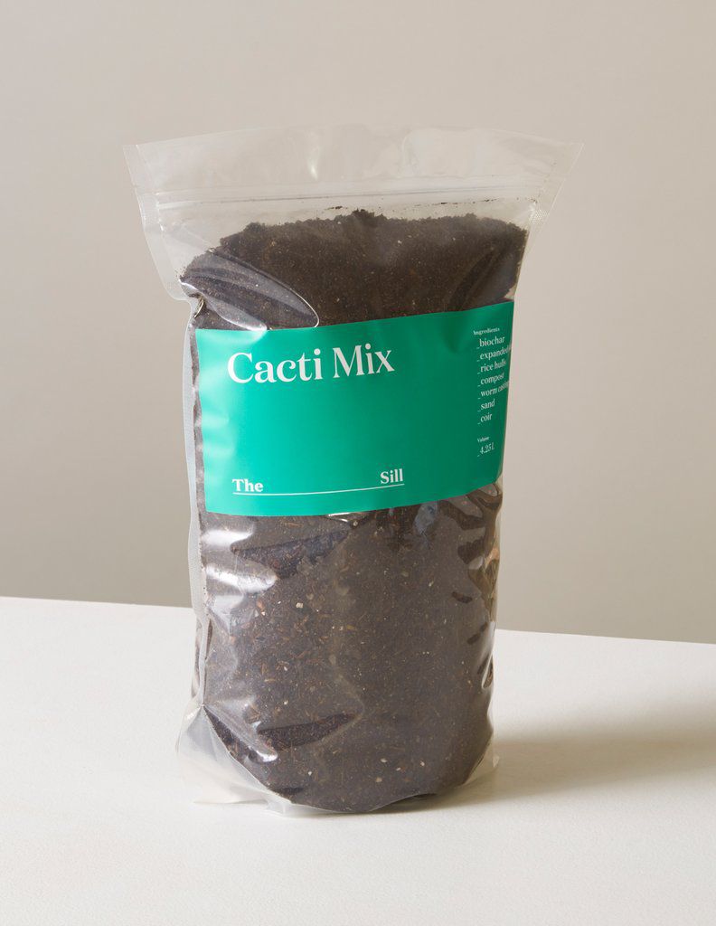 仙人掌混合 - 如何种植芦荟