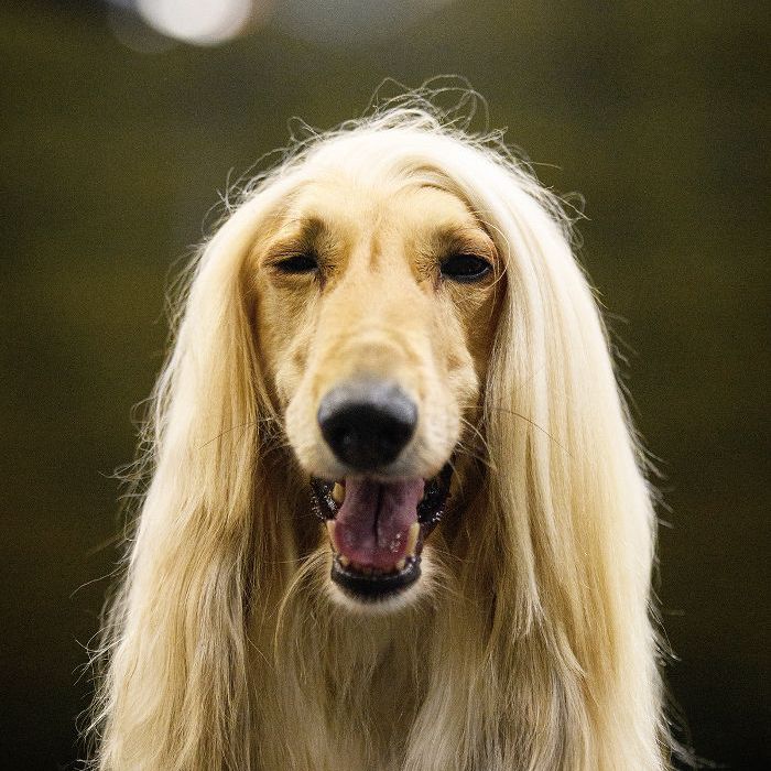 阿富汗猎犬-10最美丽的犬种