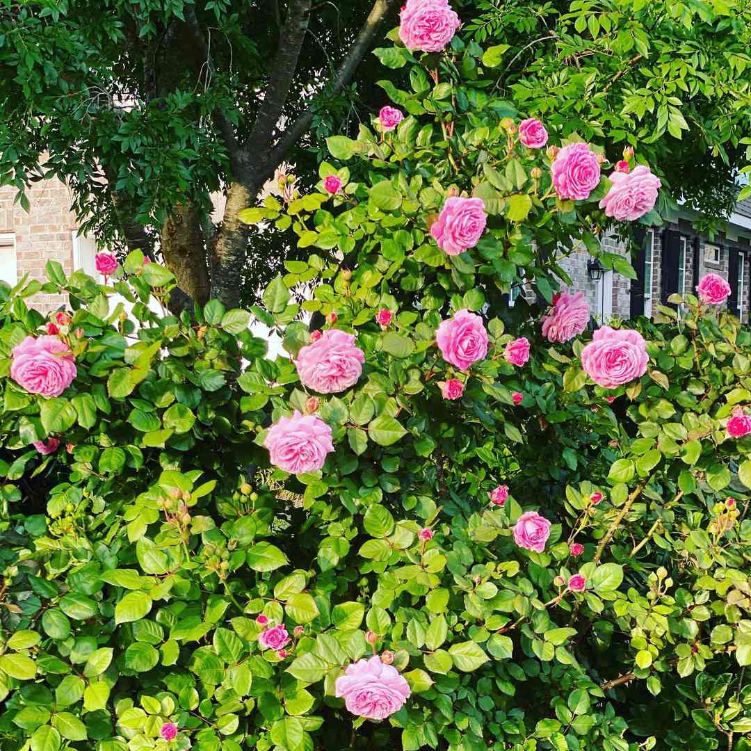 明亮的洋红色玫瑰丛。