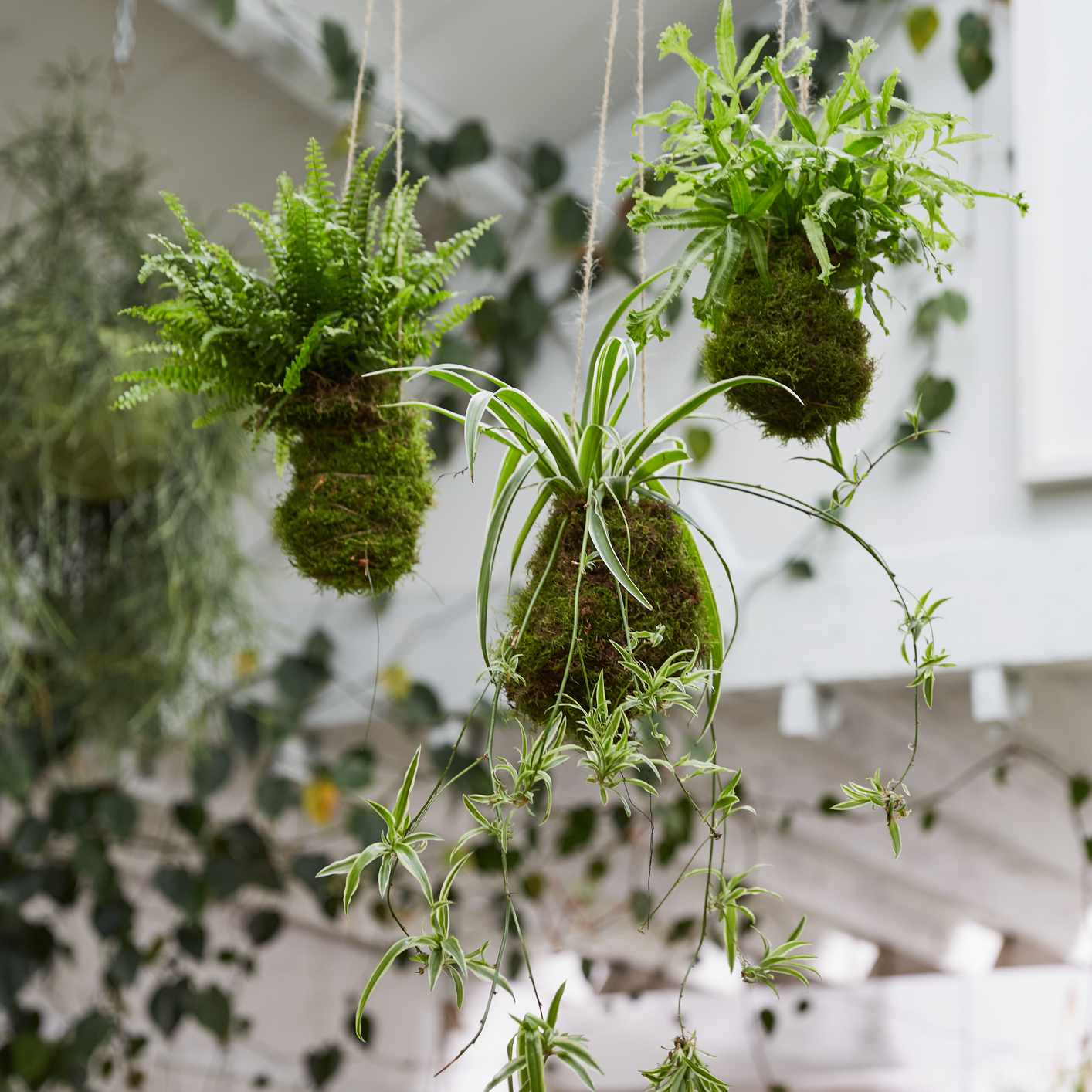 白色房间的天花板上挂着被苔藓包裹的蜘蛛植物