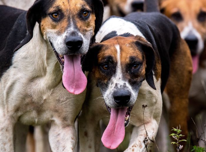 中型犬种-英国猎狐犬