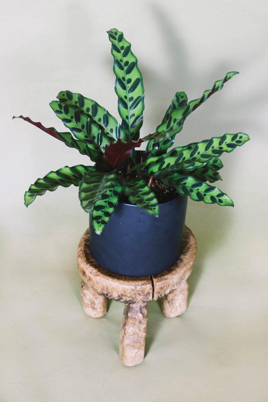 锅里的响尾蛇植物