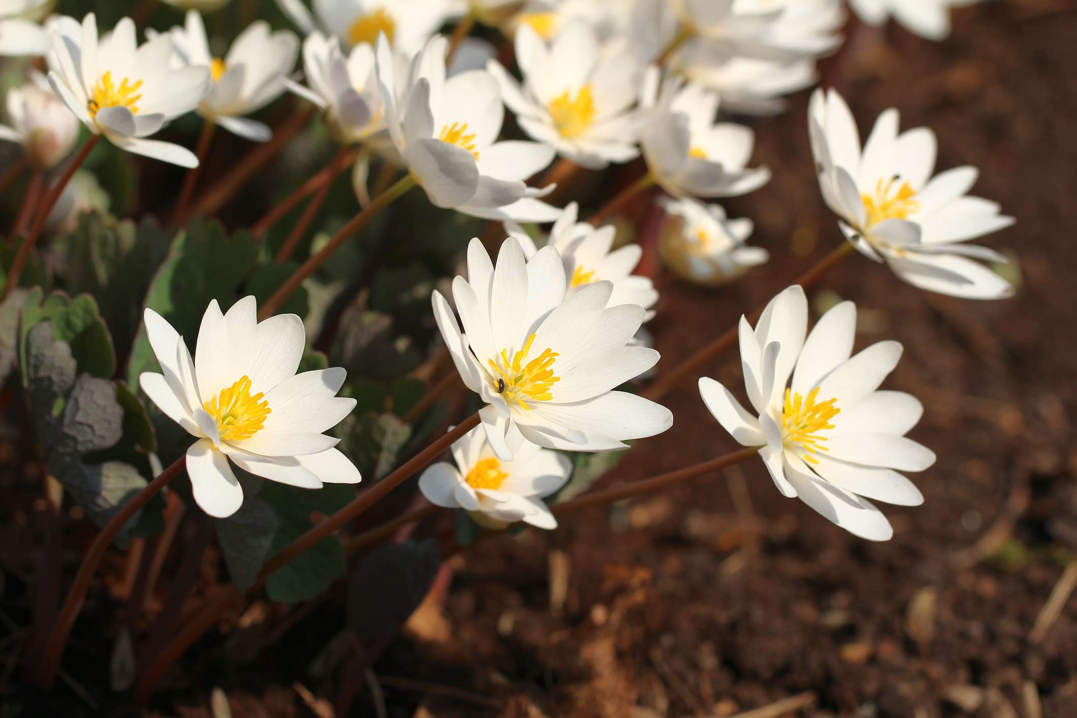 白色和黄色bloodroot花在庭院里