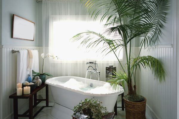 浴缸与高大的盆栽棕榈树