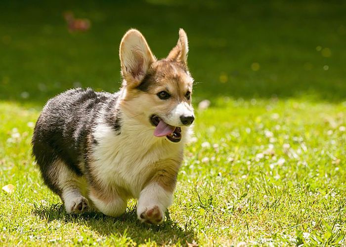 最聪明的犬种 - 彭布罗克威尔士小狗