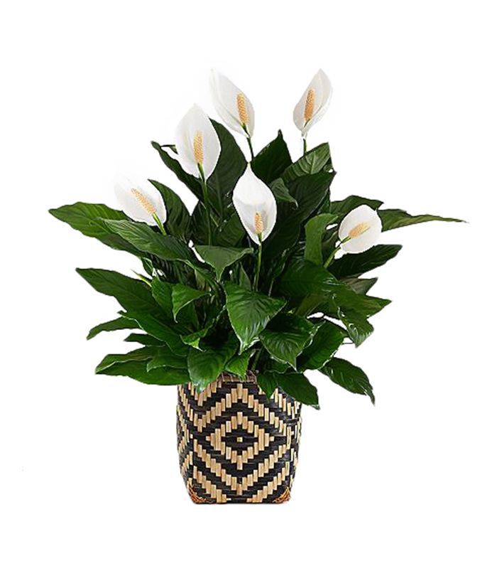 ProPlants和平百合