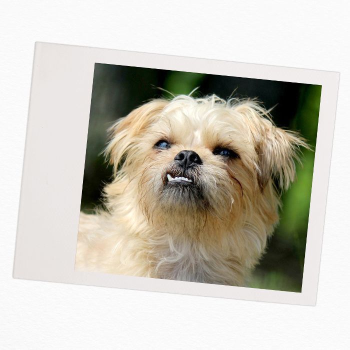 布鲁塞尔格里芬