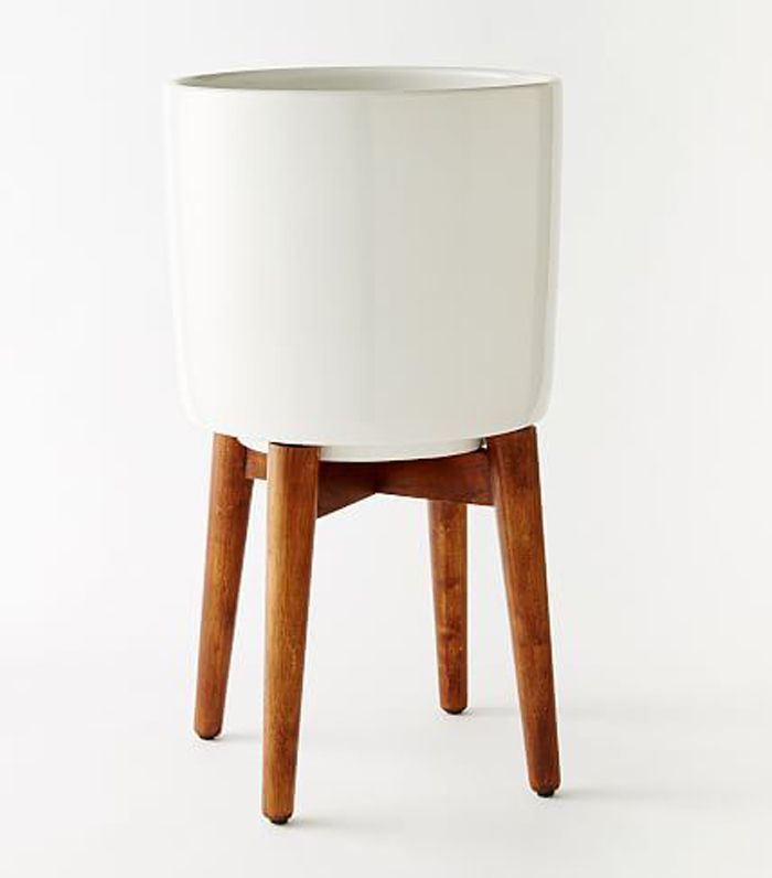 西榆树转木腿立栽