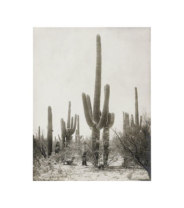 摩羯座按古老的仙人掌照片- 1900年代的图斯康，古老的沙漠印花