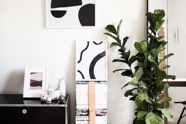 现代风格的空间中的小提琴叶无花果