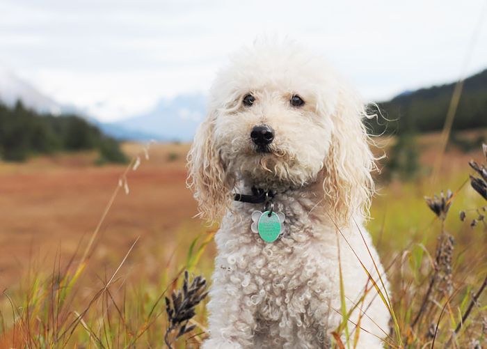 最受欢迎的狗品种——贵宾犬