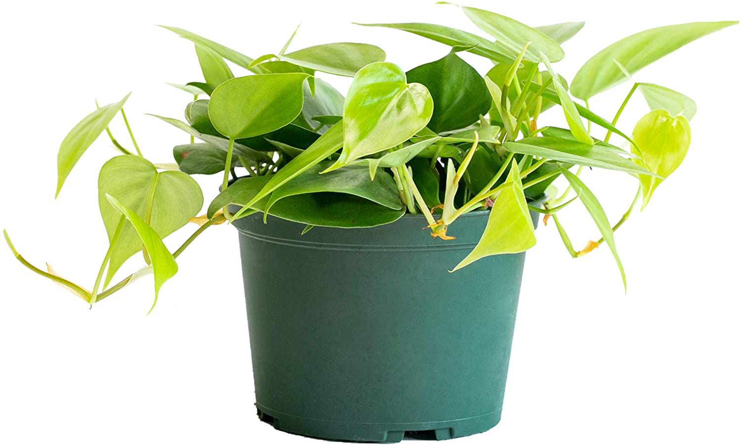 城市丛林Philodendron Cordatum