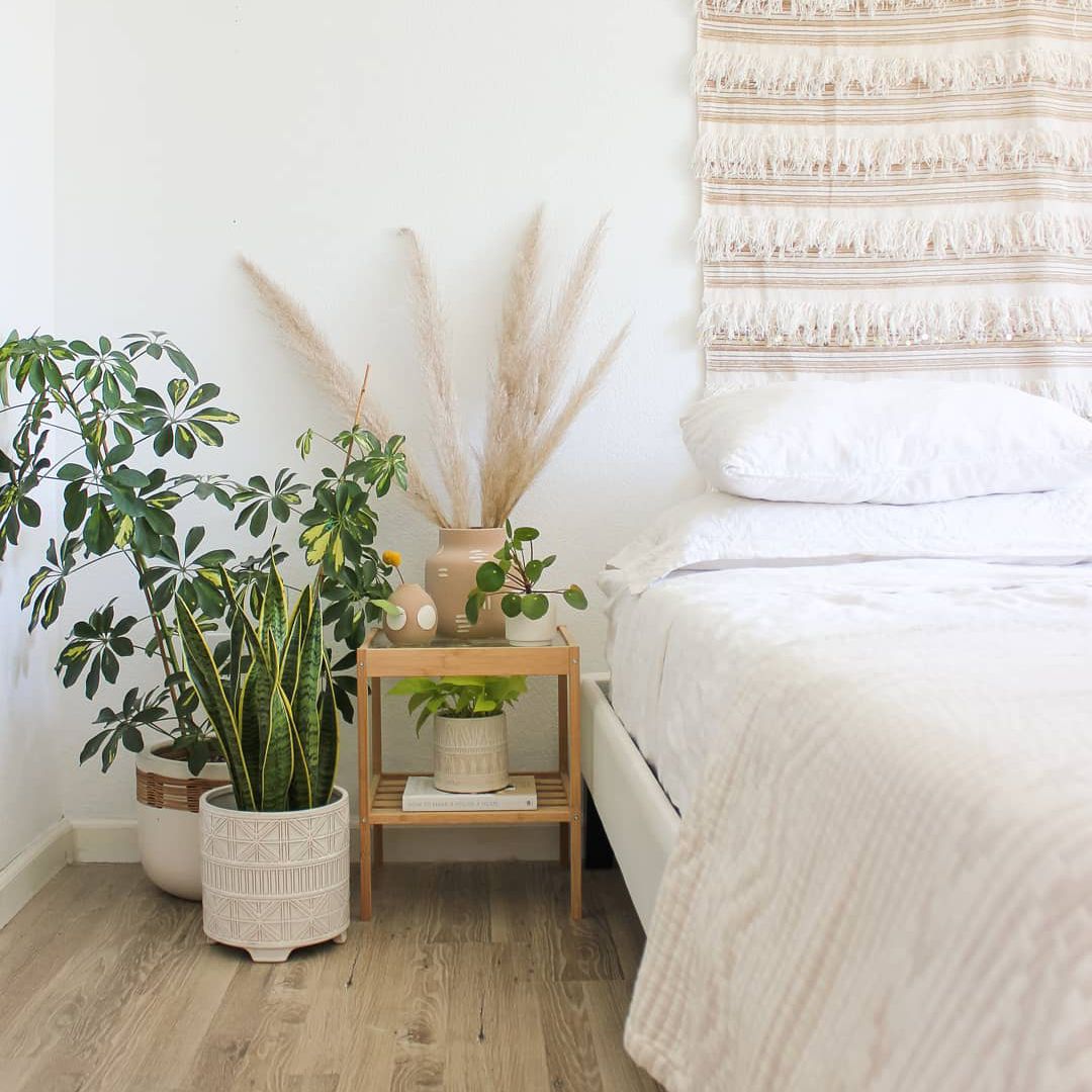 角落里的什弗拉格州植物