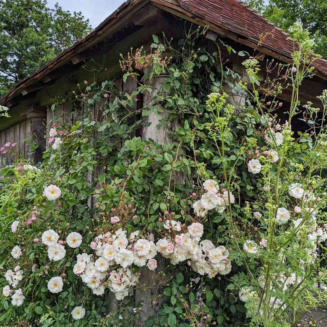 有白色玫瑰的野玫瑰园。