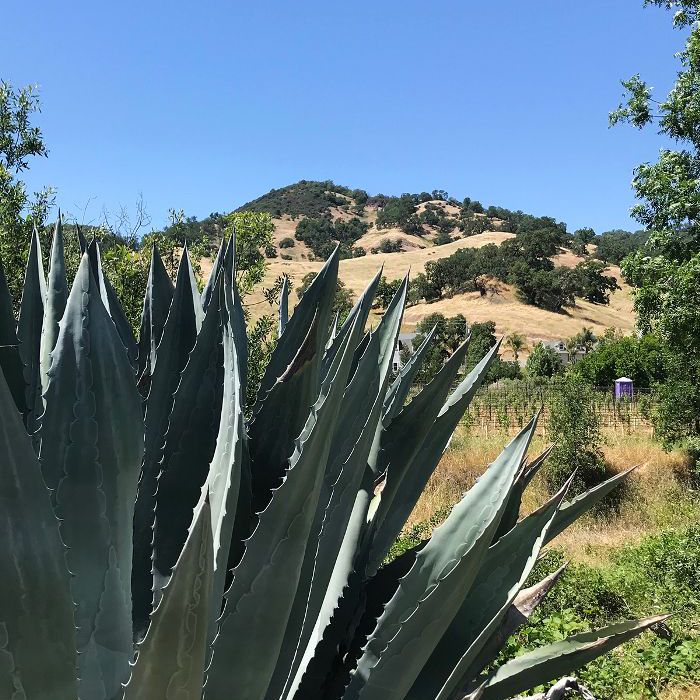 Bonterra Vineyards酒庄生产门多西诺县