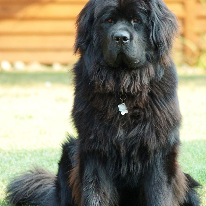 纽芬兰——世界上最大的狗品种