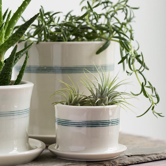 迷你条纹种植园主