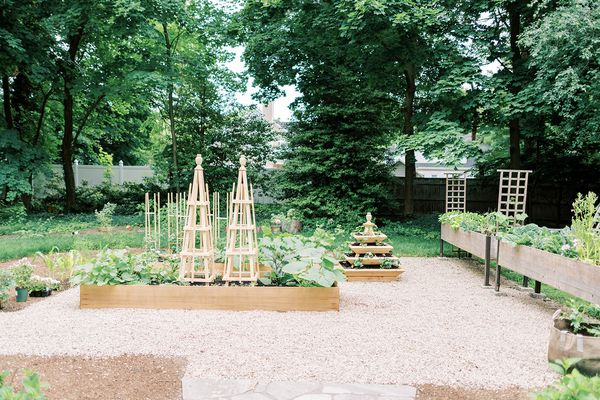 最佳夏季花园植物