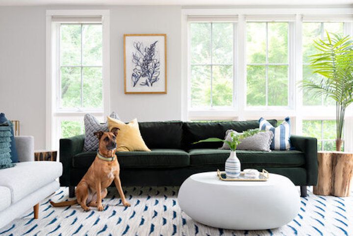 有趣的客厅，天鹅绒沙发和狗。