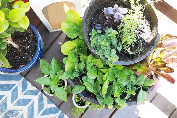 天井香草花园从头顶。