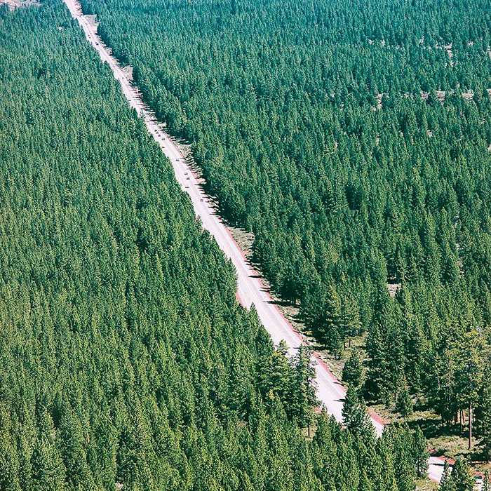 俄勒冈州的森林