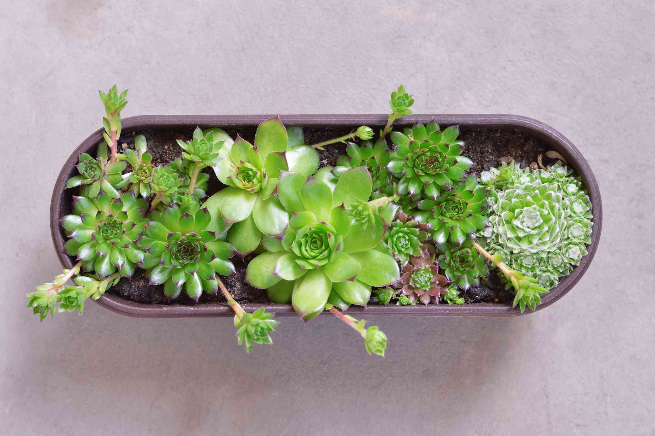 卵子容器中的母鸡和小鸡植物