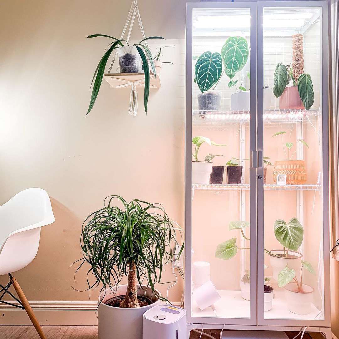 在玻璃内阁旁边的玻璃内阁植物的玻璃内阁的马尾辫棕榈