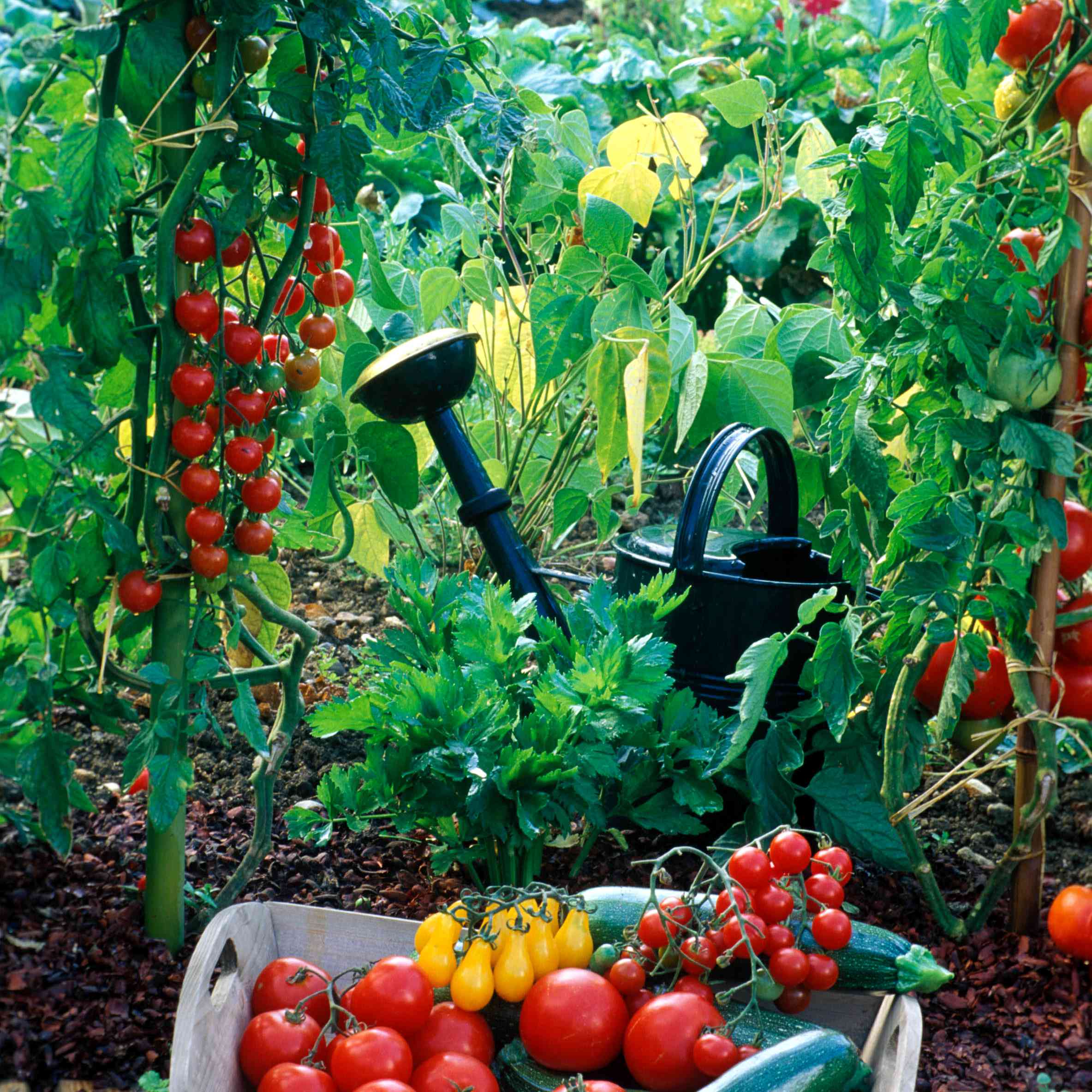 红色和黄色蕃茄篮子在露台的有庭院和喷壶的罐头在背景中