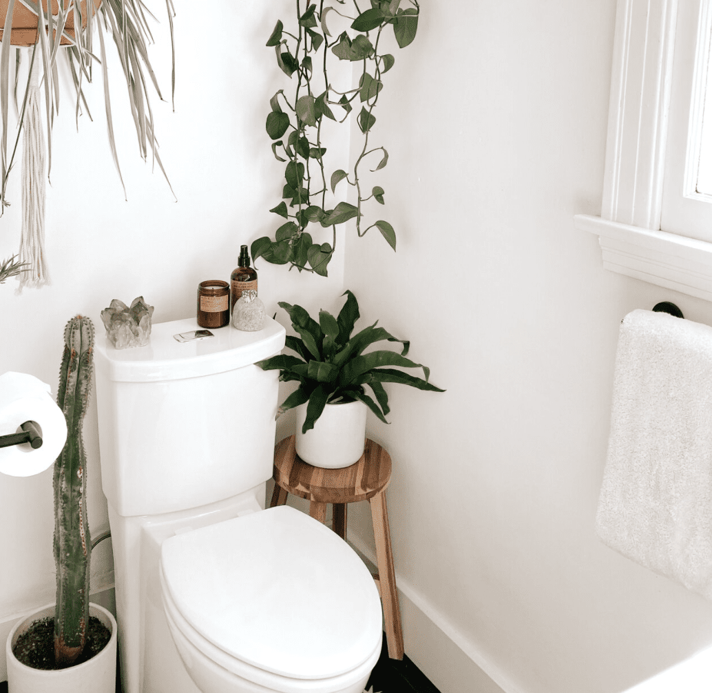 鸟在廉价的蕨类植物中筑巢