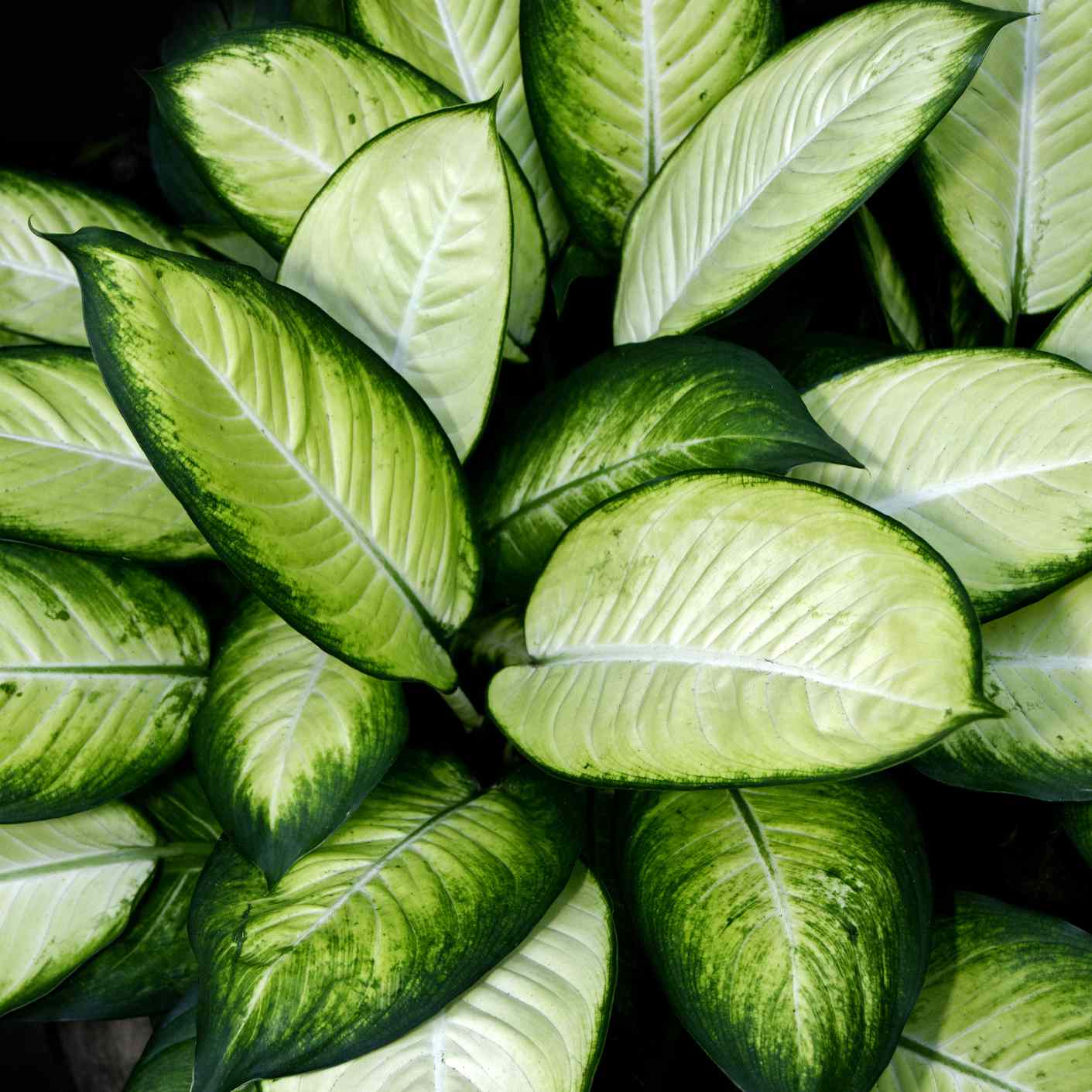 aglaonema cecilia植物与绿色叶子