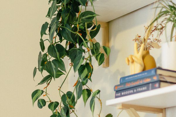 巴西槐拖下高架子与小摆设对白色墙