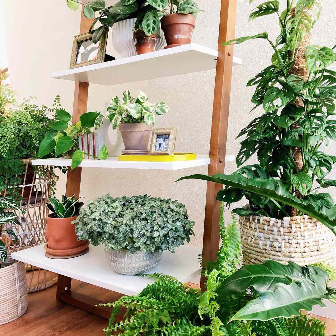 神经植物和其他室内植物在白色和天然木架子在客厅里